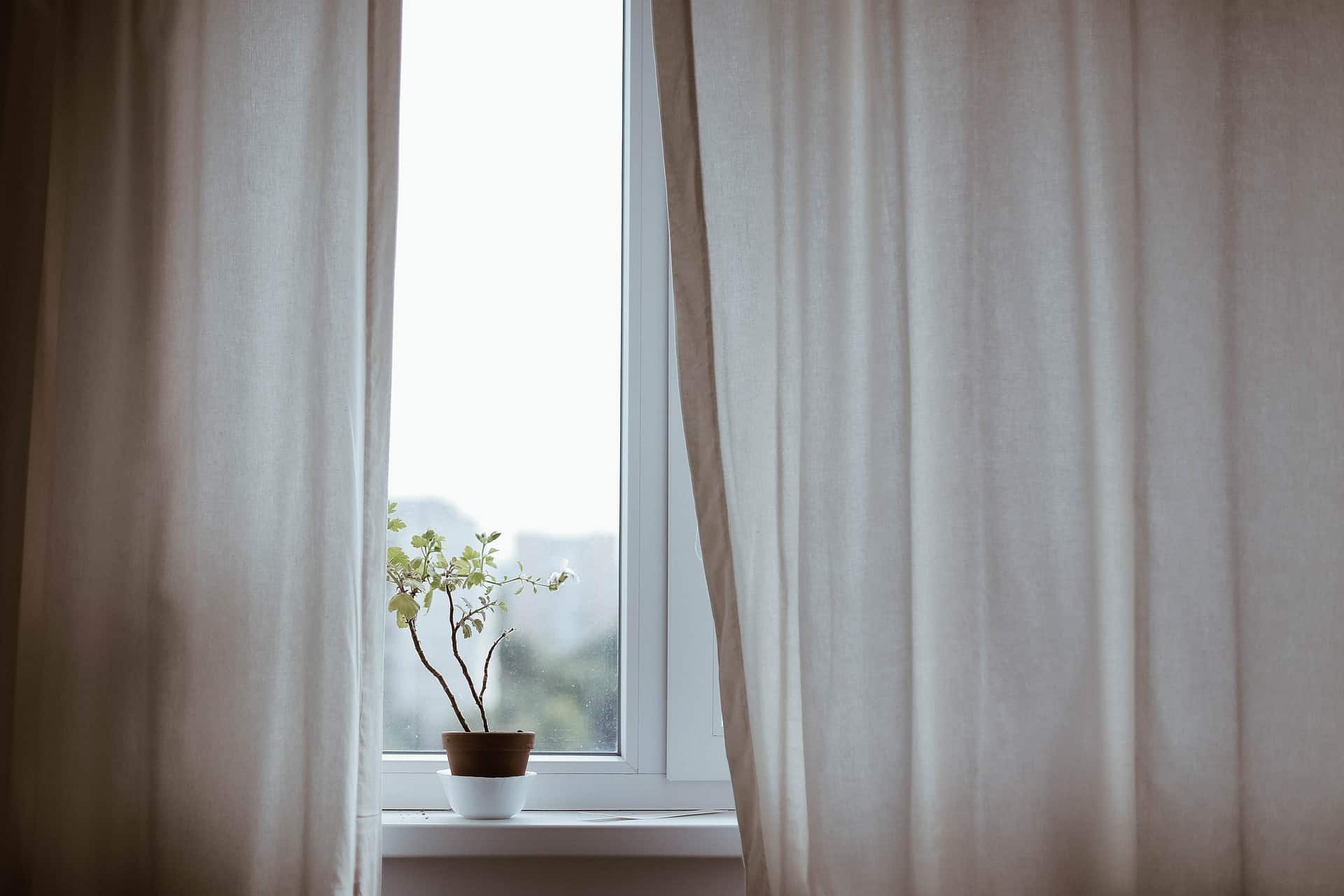 Window with white curtains and plant