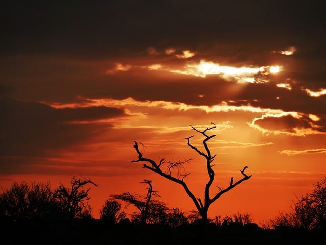 Tree in Kenya in the sunset
