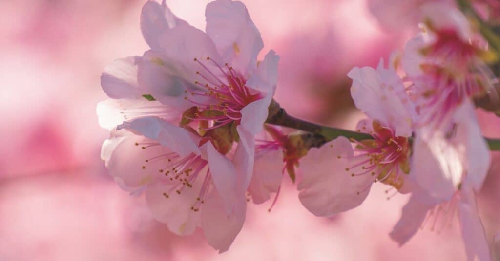 Haiku Contest - Cherry Blossoms