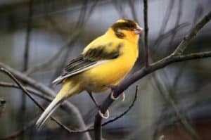 Yellow Bird