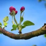 apple tree